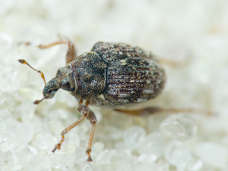 Rhinoncus bruchoides (Herbst, 1784)